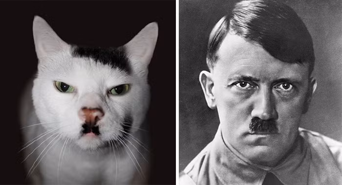 Chú mèo này được gọi là chú mèo Hitler bởi khuôn mặt quá giống như trùm phát xít Đức.