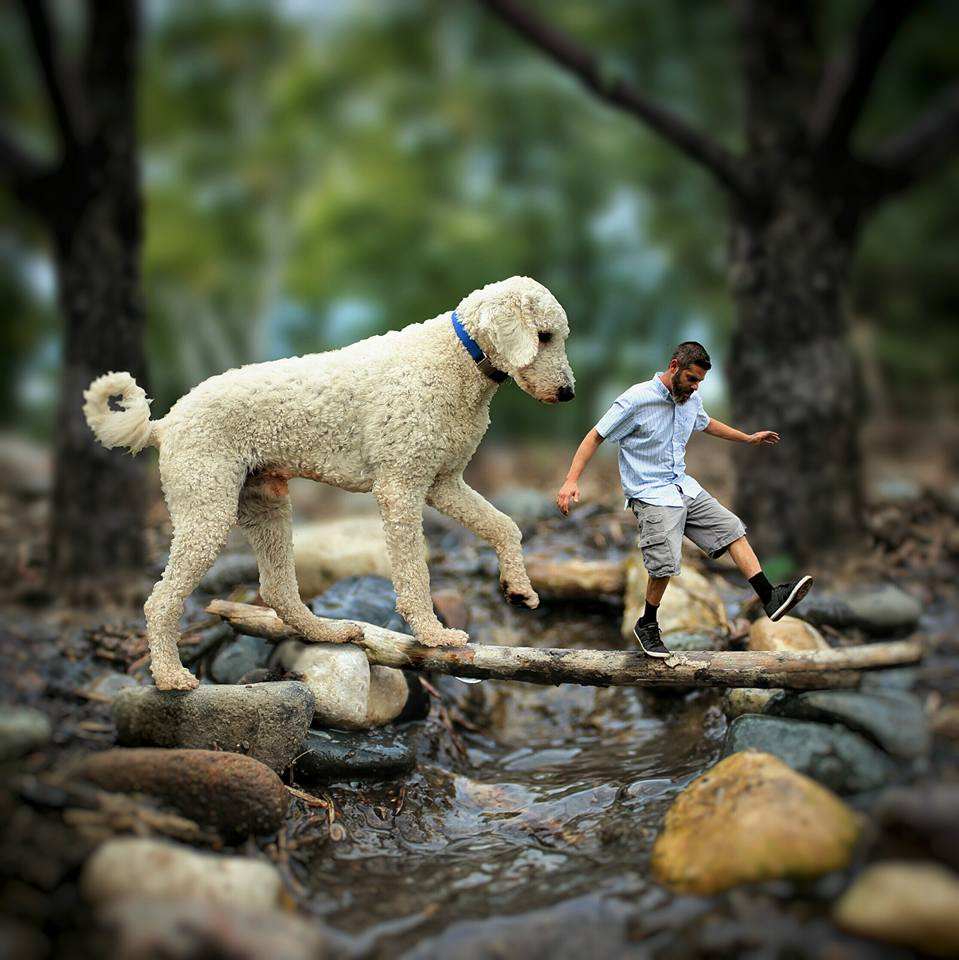 Đăng tải những hình ảnh chó cưng khổng lồ lên mạng, nhiếp ảnh gia nhận được nhiều phản hồi tích cực.