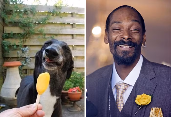 Lại tiếp tục có một chú chó có gương mặt hài hước giống hệt như rapper nổi tiếng Snoop Dogg.
