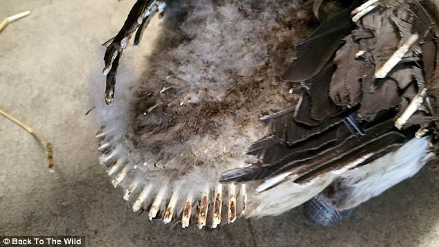 Con ngỗng bảo vệ cho những đứa con vẫn trong trứng nên bị bỏng rất nghiêm trọng. Con vật dùng cả thân mình che chở cho ổ trứng, dù nóng cháy hết cánh và đuôi.