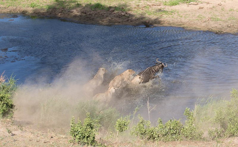 Bị bốn con sư tử đói mồi bao vây từ mọi hướng, giữ chặt hông và chân, linh dương đầu bò vô cùng đau đớn. Tuy nhiên, nó chống trả rất quyết liệt. Bất chấp việc bị móng vuốt sư tử cắm vào người, linh dương đầu bò vẫn không gục ngã.