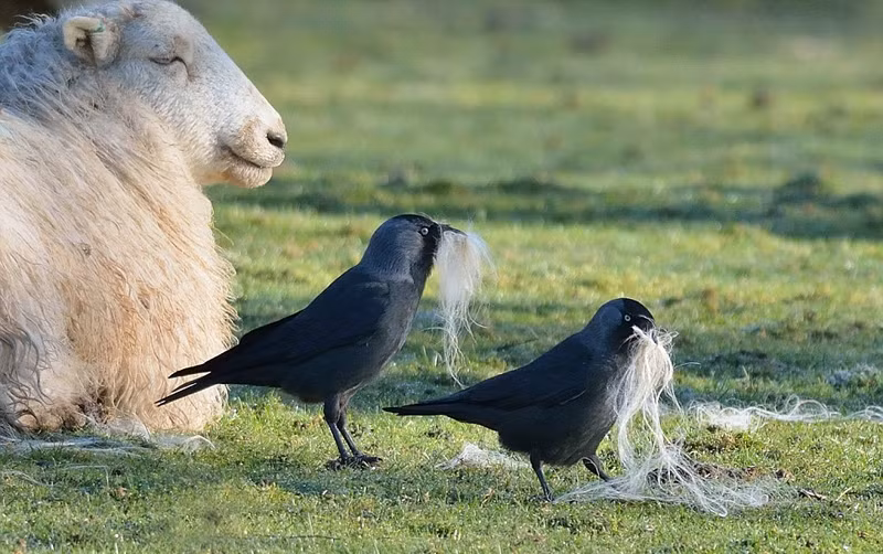 Đặc biệt, những con chim dường như có kỹ thuật riêng, chúng không hề làm tổn thương cừu. Điều này không chỉ giúp những con quạ lấy được nhiều lông cừu hơn mà con khiến những con cừu thoải mái.
