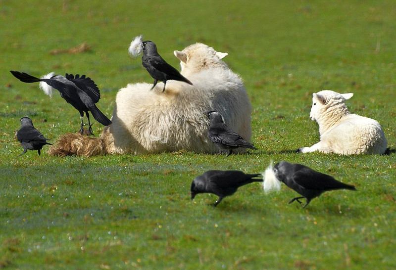 Được biết, lông cừu được coi như một vật liệu xây dựng tổ của loài quạ gáy xám. Trải qua thời gian dài quan sát, những con chim đã nhận ra, để có một chiếc tổ ấm áp và mềm mại, không gì thích hợp hơn những sợi lông cừu.