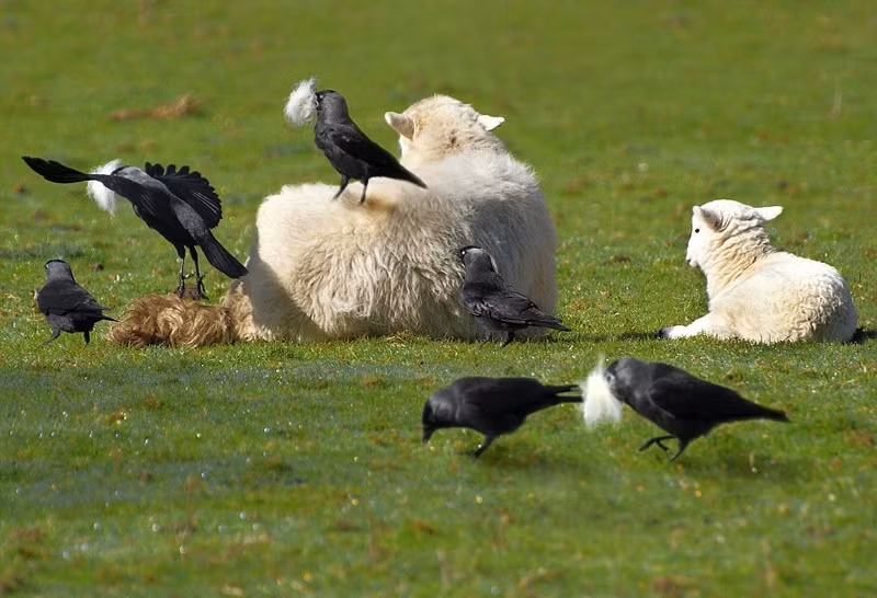 Được biết, lông cừu được coi như một vật liệu xây dựng tổ của loài quạ gáy xám. Trải qua thời gian dài quan sát, những con chim đã nhận ra, để có một chiếc tổ ấm áp và mềm mại, không gì thích hợp hơn những sợi lông cừu.