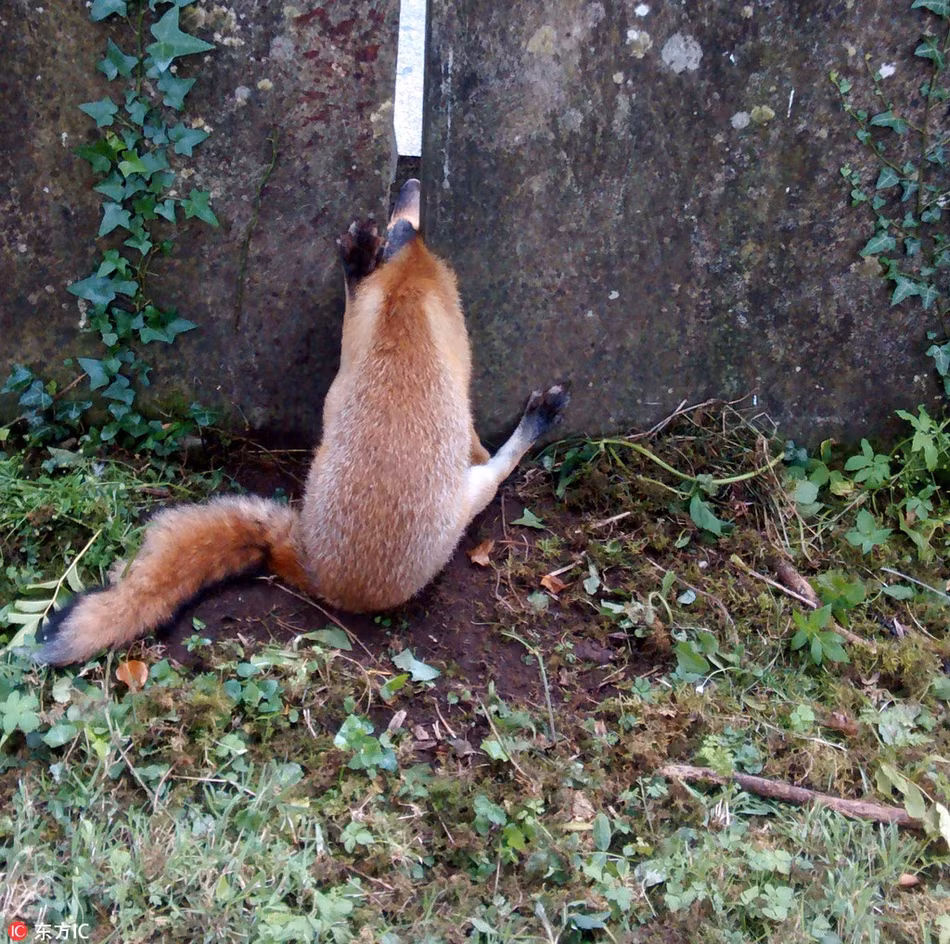 Tại Leamington Spa, Anh, một con cáo không may bị mắc kẹt trong một bức tường thuộc nhà thờ địa phương. Sau khi phát hiện, người dân đã nhanh chóng liên lạc với tổ chức bảo vệ động vật. Cuối cùng, con cáo mắc kẹt cũng được giải thoát.