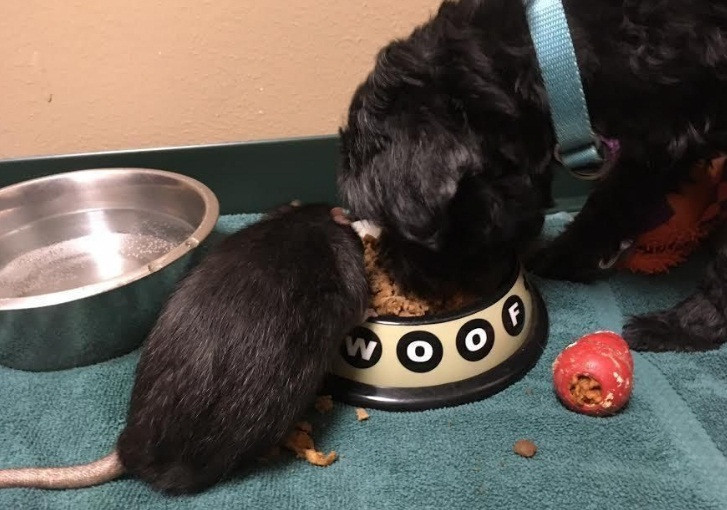 Ngay khi bộ ba Sasha, Jack và Tweaks gặp nhau, trong nháy mắt, chú chuột đã lao về phía chú chó để hôn hít thân thiết. Sau đó, nó lại bò đến bên người mèo Jack lúc này đang ngủ.