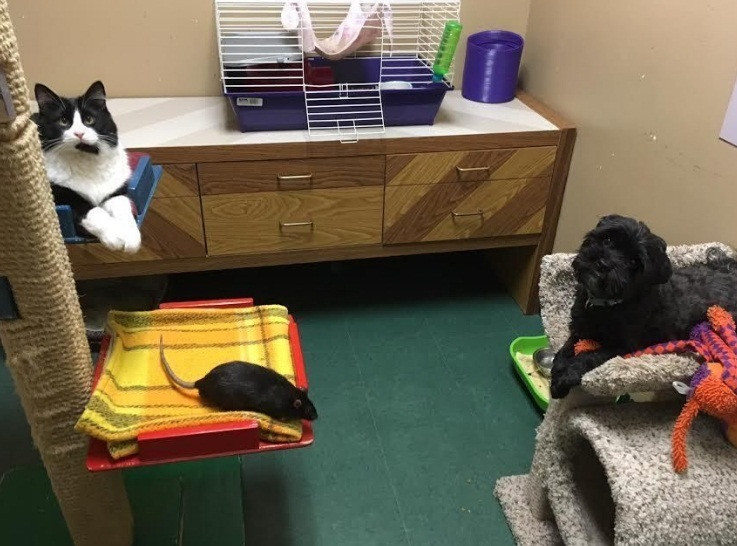 Qua câu chuyện tình bạn kỳ lạ này có thể thấy, tình cảm vốn không phân biệt giống loài, chủng tộc. Vốn được cho là kẻ thù truyền kiếp với nhau, thế nhưng bộ ba chó, mèo và chuột là chung sống vô cùng hạnh phúc, đập tan mọi định kiến.