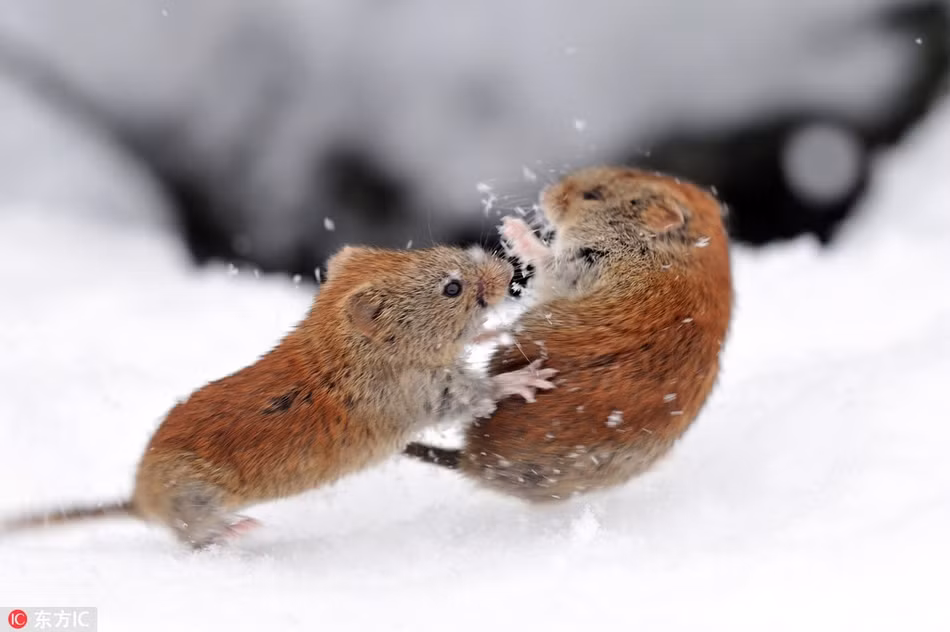 Tại vùng hoang dã phủ đầy tuyết tại Hokkaido, Nhật Bản, hai con chuột đồng cùng chọn trúng một địa phương để sinh sống. Tuy nhiên, chúng không muốn cùng đồng loại chia sẻ, vì vậy trực tiếp phân thắng bại bằng bạo lực.