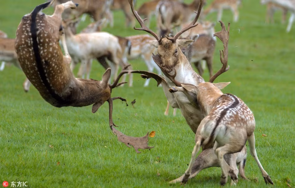 Con nai ở Holkham Hall, Anh sẵn sàng húc bay cả đối thủ, cũng chính là đồng loại của mình.