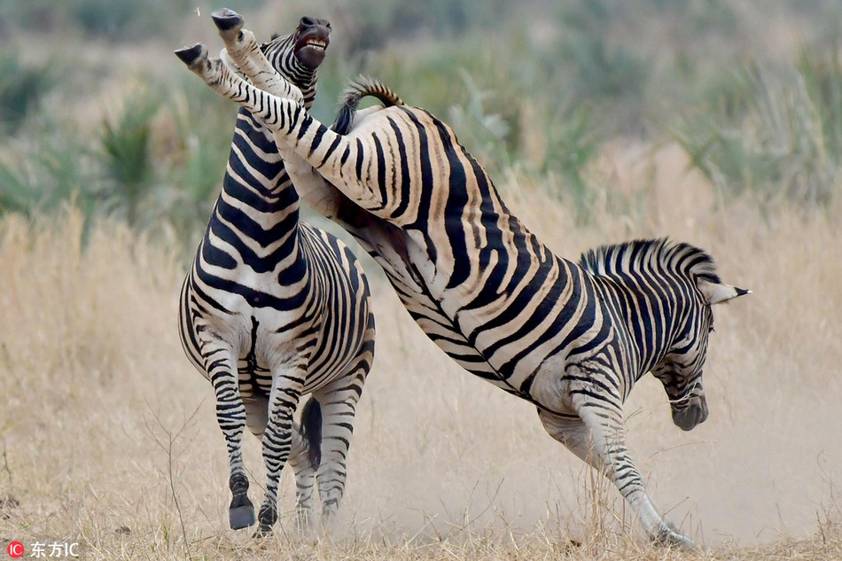 Hình ảnh động vật ẩu đả lẫn nhau này được ghi tại vườn quốc gia Kruger ở Nam Phi. Con ngựa vằn hung hăng không ngần ngại dùng cú đá hậu sở trường của mình với đồng loại.