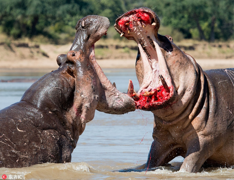 Tại dòng sông Luangwa ở Zambia, hai con hà mã khổng lồ chiến đấu vô cùng dữ dội tranh chấp lãnh thổ.