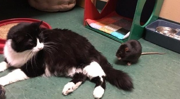 Đặc biệt ở chỗ, bộ ba kỳ lạ chó, mèo và chuột tự nguyện chung sống với nhau, không phải do được sắp xếp hay bắt ép.