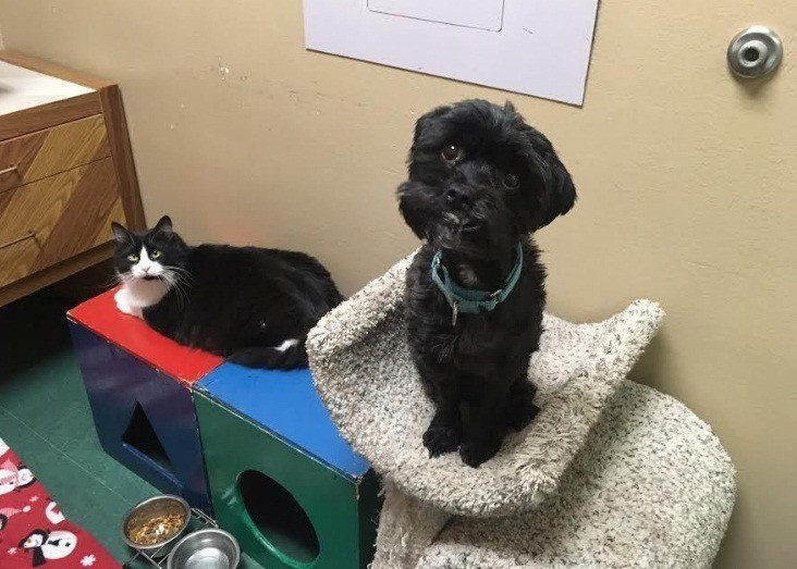 Lúc này, các nhân viên có ý tưởng táo bạo, để mèo Jack gặp lại bạn tốt Sasha. Kỳ lạ, từ khi Sasha xuất hiện, chú mèo Jack trở nên ngoan hiền, nghe lời hơn.