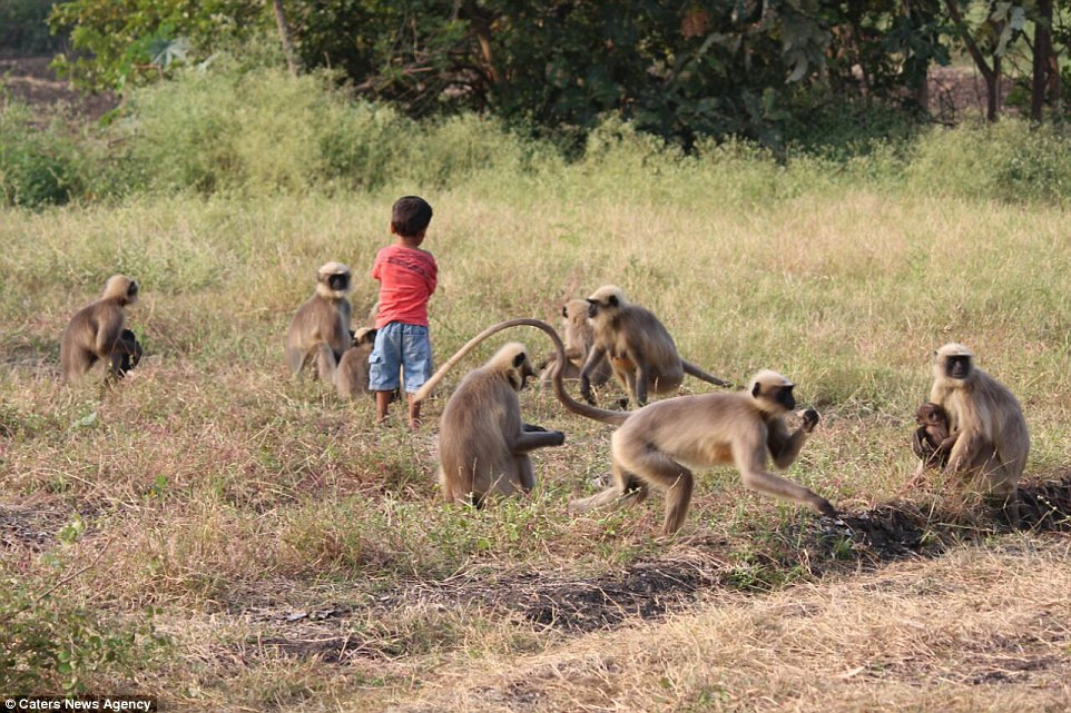 Theo người nhà của Samarth, từ lúc còn chưa biết nói, Samarth đã có thể bắt chước những âm thanh trong ngôn ngữ loài khỉ để "giao tiếp" với chúng.