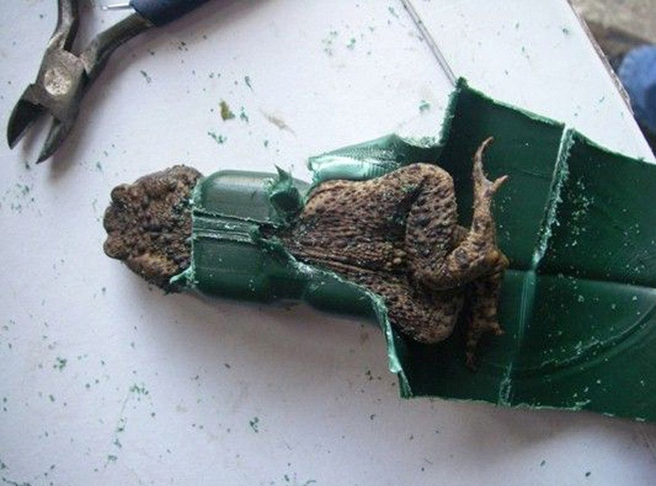 Một con cóc ở nước Anh trong lúc tìm chỗ trú chân đã bị mắc kẹt trong bình tưới nước.