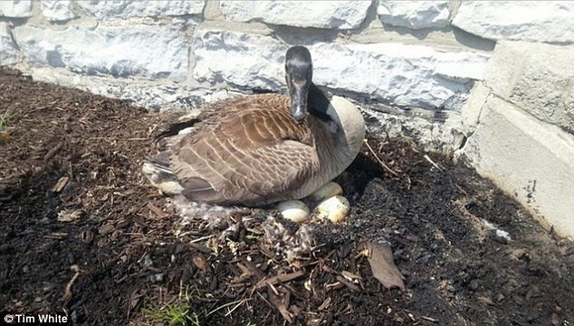 Mới đây, tại Canada, câu chuyện cảm động về tình mẫu tử của một con ngỗng mẹ với con của mình khiến rất nhiều người cảm động.