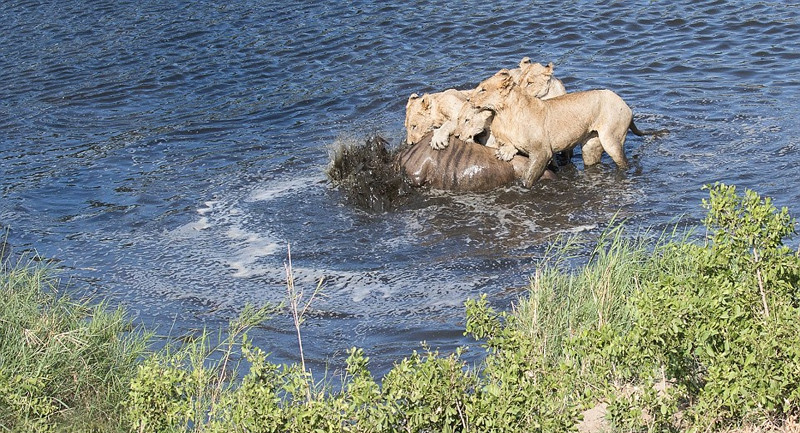 Cuối cùng, khi linh dương đầu bò tội nghiệp thấm mệt, bốn con sư tử cùng lúc phát động tấn công, giết chết con mồi trong nước. Sau đó, chúng tha xác linh dương đầu bò lên bờ sông, thong thả thưởng thức bữa ăn lớn.