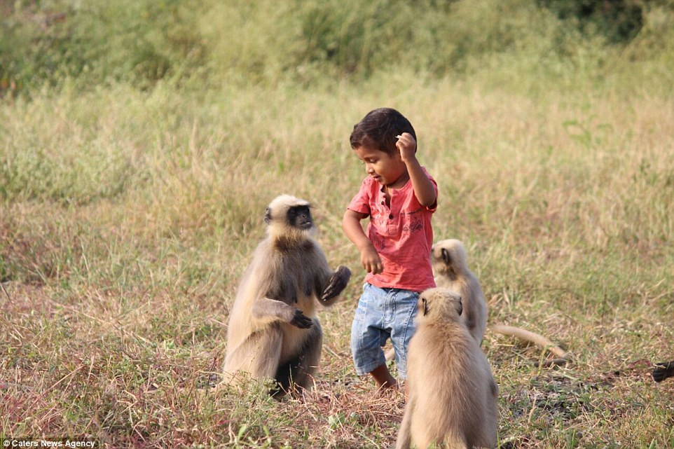 Ngược lại, cậu bé cũng rất thoải mái khi chơi với đàn khỉ.