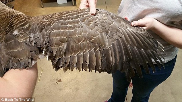 Tuy nhiên, trùng hợp là tại trung tâm cũng có một vài quả trứng mồ côi mẹ. Chờ ngỗng mẹ bình phục, họ sẽ để ngỗng mẹ tiếp tục ấp trứng. Khi trứng nở và ngỗng mẹ tiếp nhận những con ngỗng con mồ côi, chúng sẽ được trả về thiên nhiên, sống tự do.