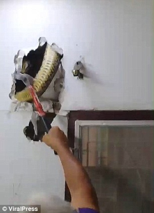 Theo thông tin đăng tải, vào chiều ngày thứ Ba vừa qua, anh Somchai Subdang, 45 tuổi, ở Bangkok, Thái Lan đang xem ti vi thì bỗng nghe thấy tiếng động lạ phát ra từ trong bức tường thạch cao.