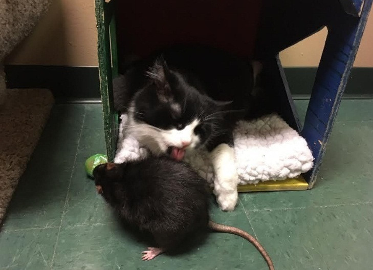 Hiện cả ba đã được nhận nuôi bởi một người chủ mới.