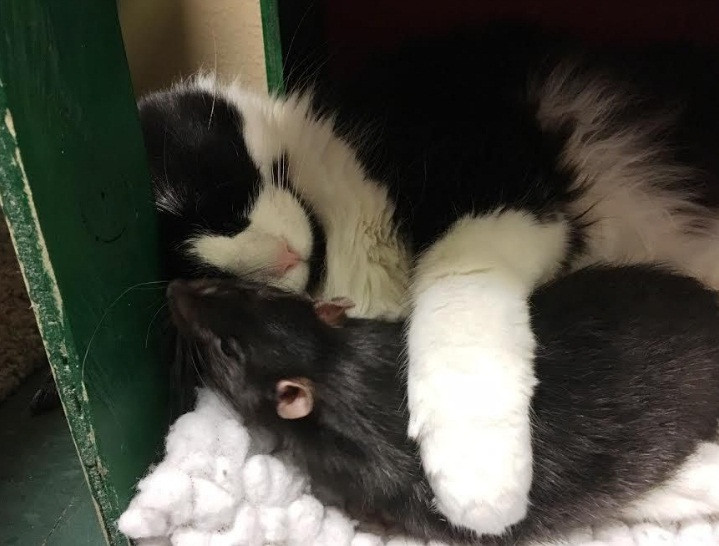 Các nhân viên đoán rằng có thể chuột Tweaks cũng rất nhớ các bạn của mình nên tạo điều kiện cho bộ ba chó, mèo và chuột đoàn tụ.