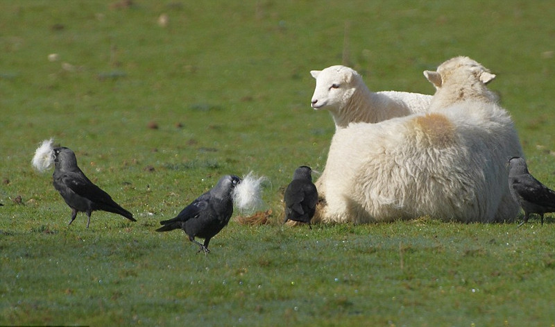 Lợi dụng điều đó, những con quạ ranh mãnh đã bí mật rút lông con cừu một cách nhẹ nhàng nhất có thể. Sau đó, chúng ngậm theo những búi lông cừu bay tới rừng cây gần đó và các ống khói.