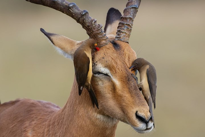 Chim gõ kiến mỏ đỏ tại Vườn Quốc gia Kruger, Nam Phi.