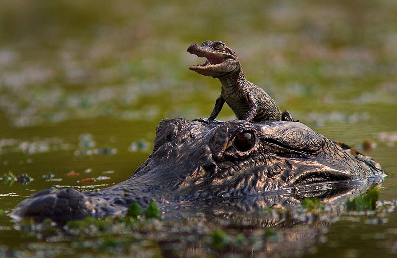 Được mẹ chiều chuộng, cho đứng trên đầu, cá sấu con ở Texas có vẻ rất tự hào, nó há rộng miệng để khoe khoang.