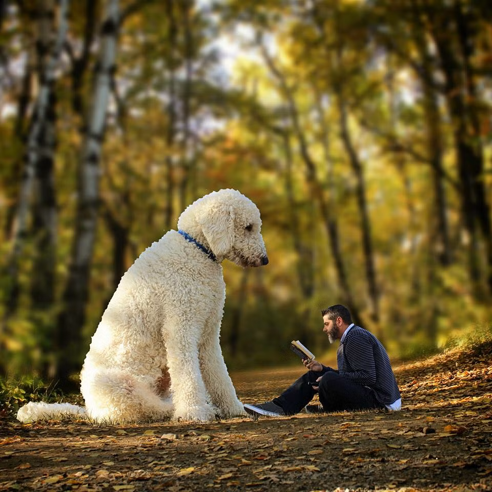 Trong tất cả những bức ảnh, chú chó Juji đều trở thành khổng lồ, còn nhiếp ảnh gia Christopher trở thành người tý hon.