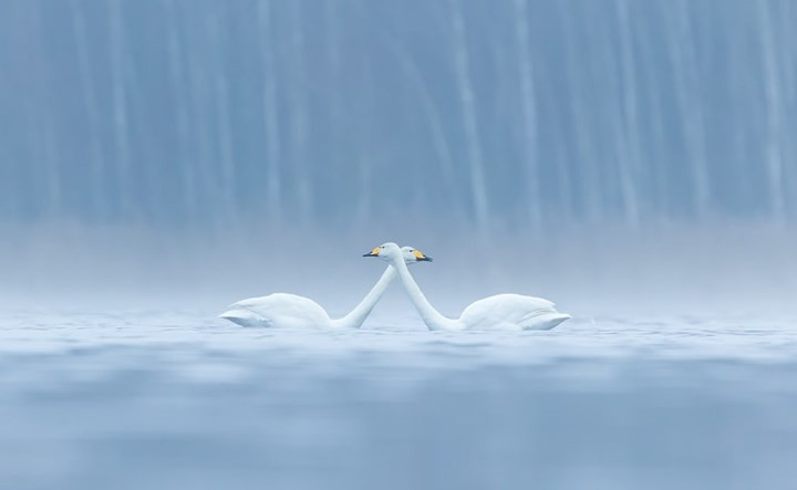 Đôi chim thiên nga ở Janakkala, Phần Lan.