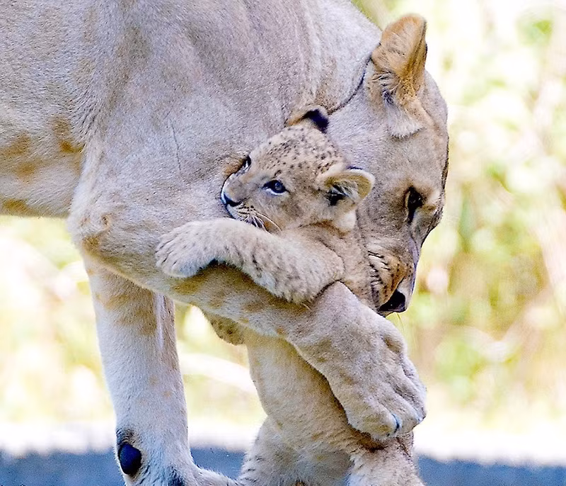 Chỉ cần một cái ôm nhẹ nhàng, sư tử con cũng có thể cảm thấy được tình cảm yêu thương của mẹ dành cho mình.