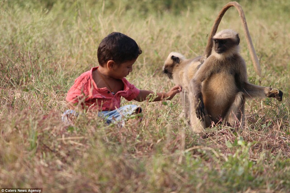 Những con khỉ cũng rất yêu quý Samarth. Có những con khỉ còn vào tận phòng ngủ để đánh thức Samarth dậy vào lúc 6h sáng.