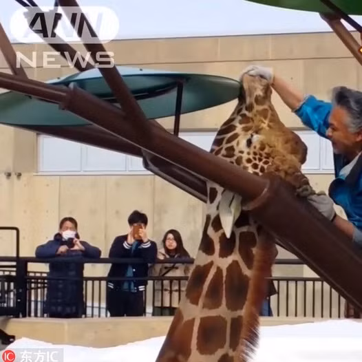 Một con hươu cao cổ trong một vườn thú cổ Nhật Bản vô tình bị mắc kẹt giữa các cành cây giả.