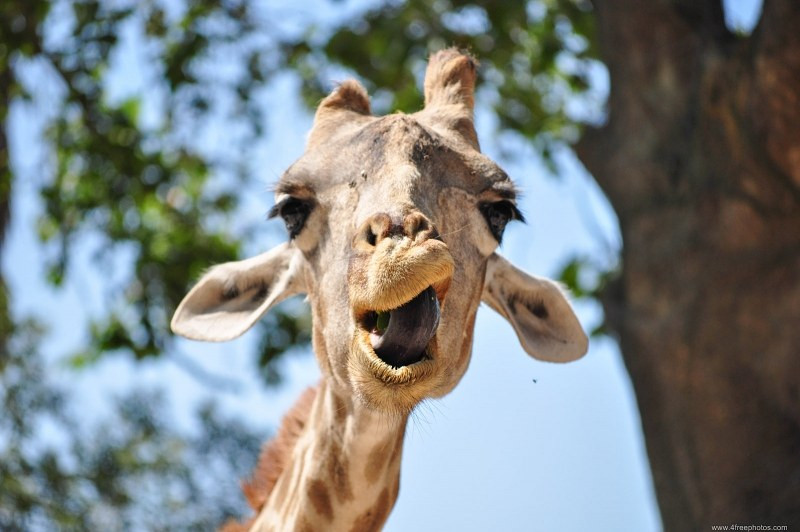 Khi nhung con huou cao co dot nhien vui tinh-Hinh-5