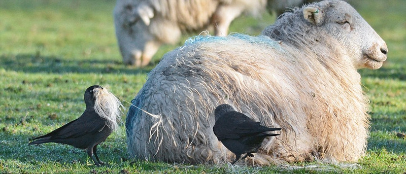 Theo quan sát của nhiếp ảnh gia, những con cừu nằm phơi nắng trên cỏ, hoàn toàn tận hưởng giờ phút nghỉ ngơi, không để tâm đến những con quạ gáy xám nhỏ bé đang sát gần bên mình.