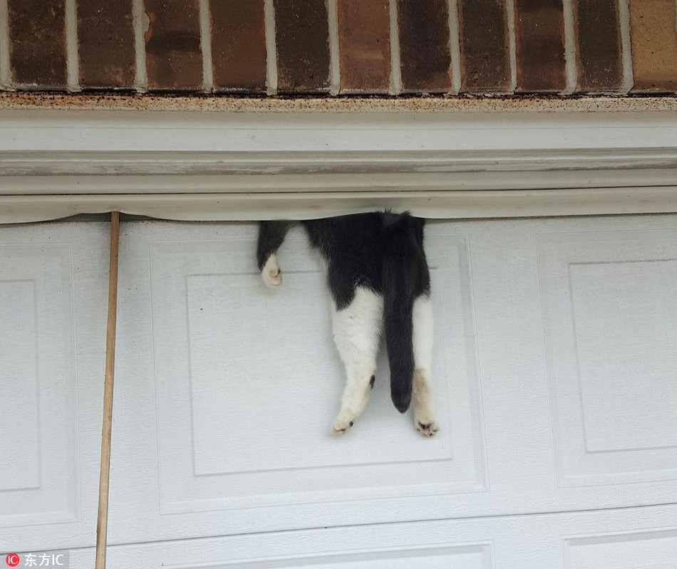 Tại bang Louisiana, Mỹ, một con mèo nằm trên cửa nhà để xe và chìm vào giấc ngủ, chủ sở hữu lại không chú ý, kết quả khiến con mèo tội nghiệp mắc kẹt.