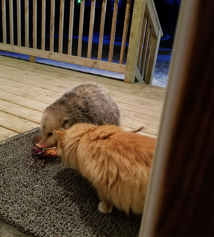 Thấy rằng khó lòng nhờ vả được gì, chú mèo bối rối và quyết định tự lực cánh sinh, quay lại giành bữa tối với chồm Opossum.