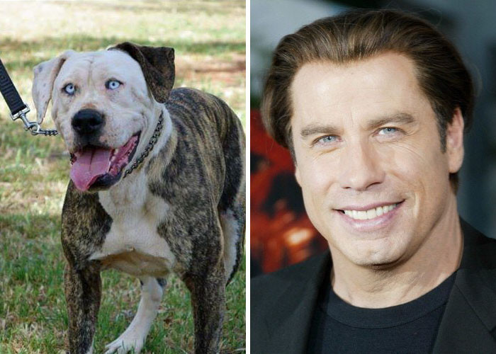 Được đánh giá là có khuôn mặt tựa như John Travolta, một tài tử, vũ công và ca sĩ tài năng người Mỹ, chú chó nghịch ngợm cười rất tươi.