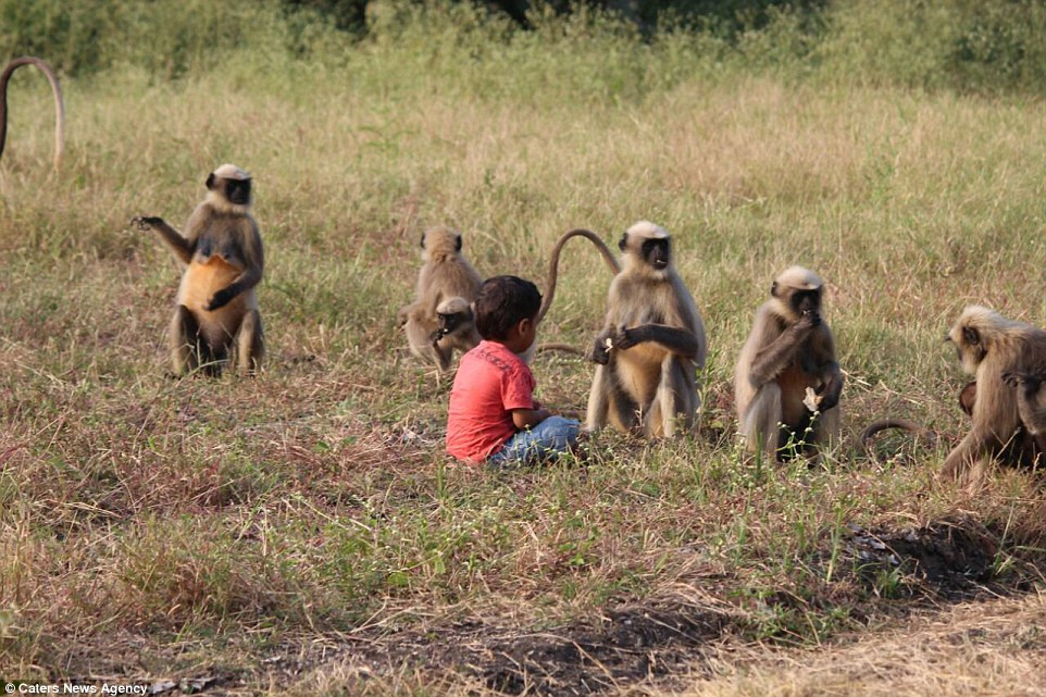 Samarth về đến nhà, sẽ chạy ngay vào trong bếp, nhặt một số thức ăn đút vào túi quần và vội vàng ra chơi với những người bạn đuôi dài của mình.