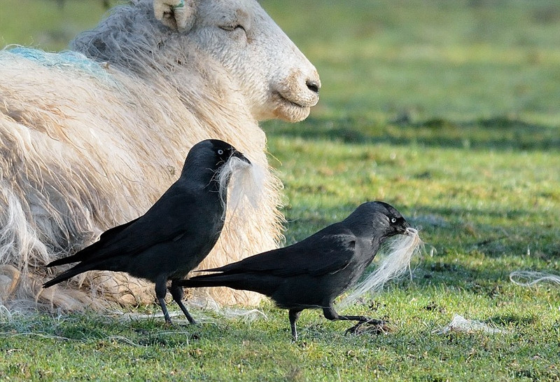 Nhiếp ảnh gia Alan cho biết, những con quạ rất thông minh, chúng chỉ rút lông ở những vị trí khuất trên cơ thể cừu, đồng thời cũng chăm chỉ nhặt nhạnh, thu thập những sợi lông rụng của cừu. Vừa đánh lạc hướng được cừu vừa có được nhiều lông cừu hơn.