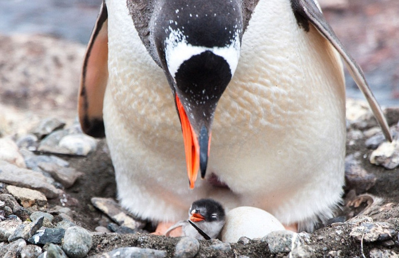 Được mẹ che chở, chim cánh cụt sơ sinh hoàn toàn không sợ bão tố ngoài kia.