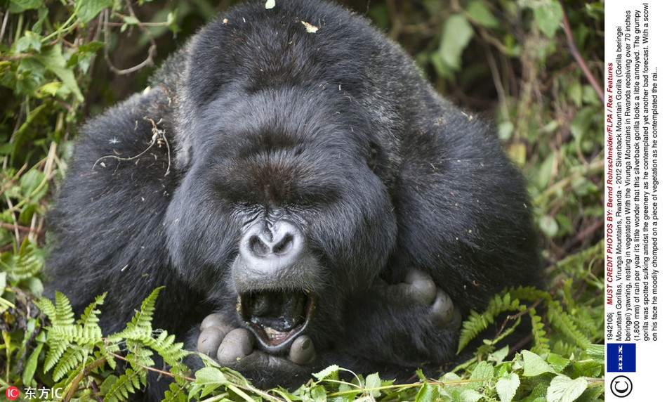 Ở Rwanda, Châu Phi, một con khỉ đột núi quý hiếm đang buồn chán gãi cằm thì bị nhiếp ảnh gia chụp trộm. Nó có vẻ chẳng thích thú gì với điều đó.