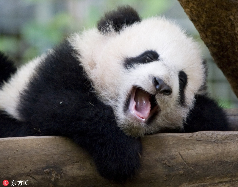 Gấu trúc nổi tiếng là loài động vật đáng yêu, cho dù khoảnh khắc này có bị nhiếp ảnh gia chụp được, đây cũng chỉ là một trong số những hình ảnh được yêu thích của nó.