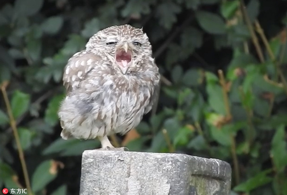 Chú nhỏ vô cùng bực bội vì vừa tỉnh giấc, chưa kịp chải chuốt đã bị chụp trộm bất ngờ.