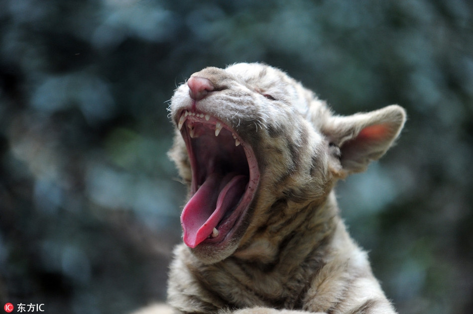 Không quan tâm đến hình tượng sau này của mình, chú hổ con vô tư ngáp to khi ống kính máy ảnh đang chĩa về mình.