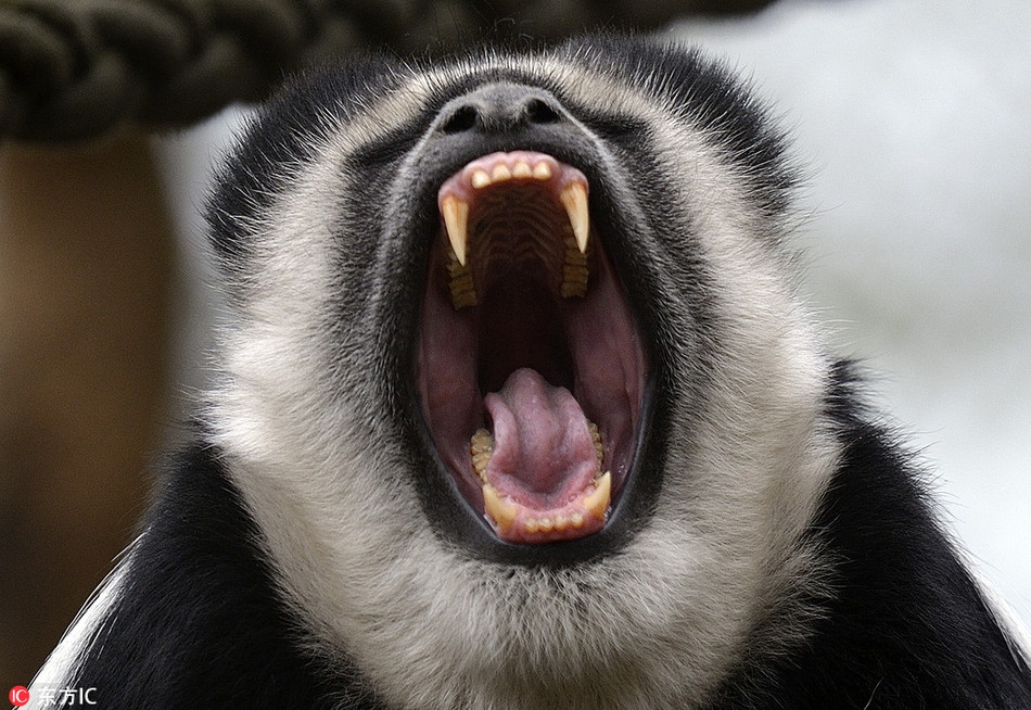 Con khỉ hiếm nhắm tịt mắt, bất chấp tất cả để ngáp một cái rõ to, thể hiện rằng mình thực sự đã quá buồn ngủ.