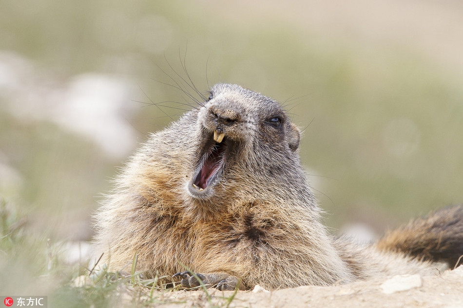 Một con cầy thảo nguyên ở Ý vừa chui ra khỏi hang đã ngáp một cái thật dài. Dường như nó vẫn chưa hoàn toàn tỉnh táo.