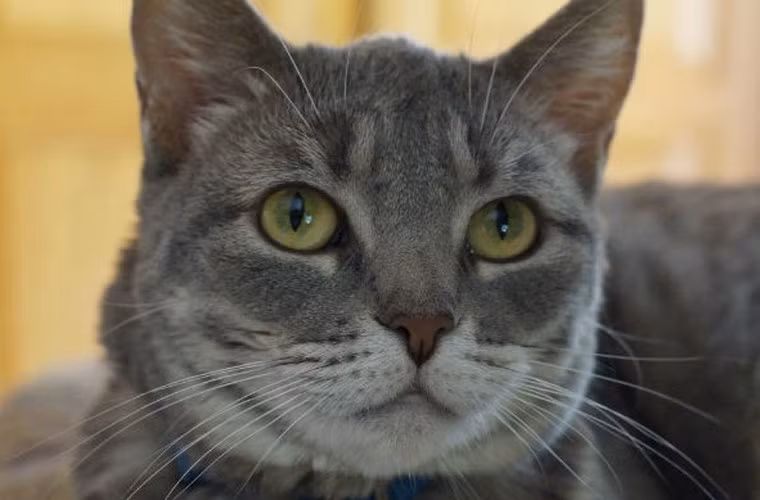 Bạn có biết, Hoàng đế Napoleon, Thành Cát Tư Hãn hay Alexander Đại đế đều mắc chứng sợ mèo.