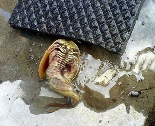 Theo các chuyên gia, thủy quái kỳ lạ này có thể là một trong những loại sinh vật lâu đời nhất sống tại kỷ Triat (cách đây 220 triệu năm), có khoảng 70 cặp chân (140 chân), mang của chúng nằm ở giữa các cặp chân.